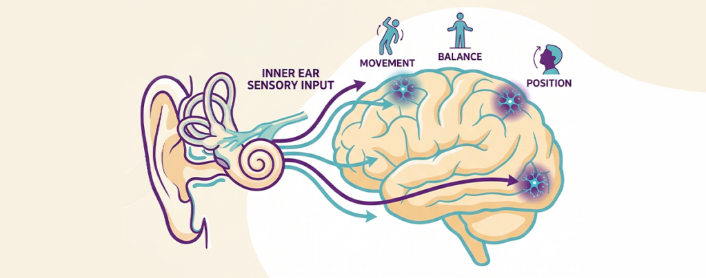 Inner Ear Balance System